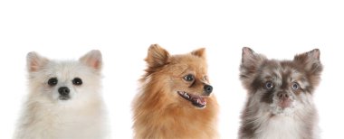 Beyaz arka planda sevimli komik köpekler. Pankart tasarımı