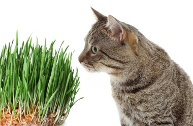 Sevimli kedi ve beyaz arka planda taze yeşil çimenler.