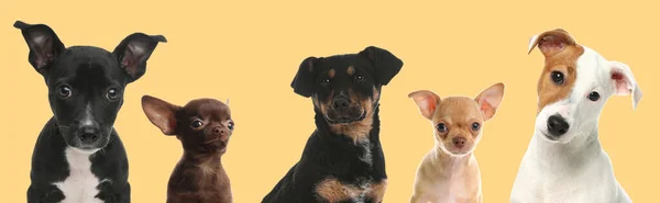 Niedliche Lustige Hunde Auf Beigem Hintergrund Banner Design — Stockfoto