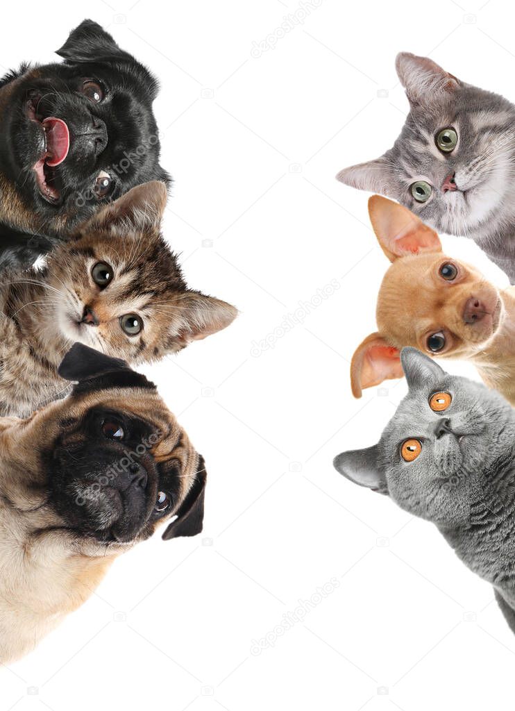 Cute funny cats and dogs on white background
