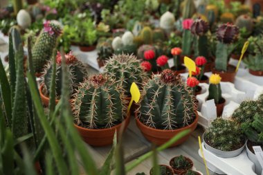 Masada bir sürü farklı kaktüs ve sulu bitki var.