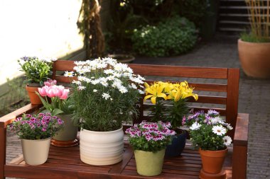 Bir sürü güzel çiçek açan bitkiler var. Ağaçtan bir bankta, açık havada.