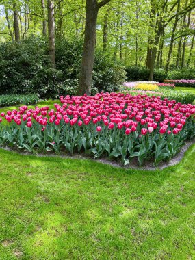 Bir sürü güzel çiçekle park et. Bahar mevsimi