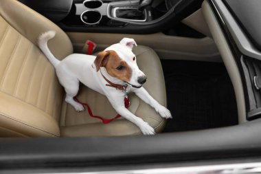 Jack Russel Terrier arabada. Sevimli hayvan.