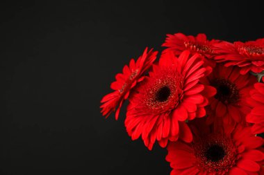 Siyah arka planda bir buket güzel kırmızı Gerbera çiçeği, yakın plan. Metin için boşluk