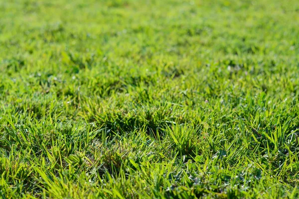 Beautiful Lawn Green Grass Outdoors Sunny Day Closeup — Stock Photo, Image
