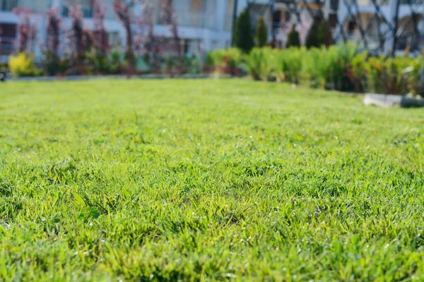 Piękny Trawnik Zieloną Trawą Zewnątrz Słoneczny Dzień Zbliżenie — Zdjęcie stockowe