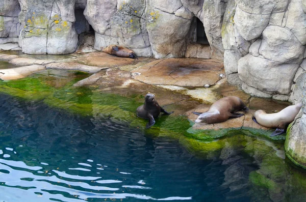 Sea Lions Resting Pond Zoo — Stock fotografie