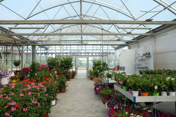 Många Olika Vackra Krukväxter Trädgårdscentrum — Stockfoto