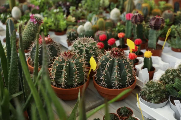 Muchos Cactus Diferentes Plantas Suculentas Mesa — Foto de Stock