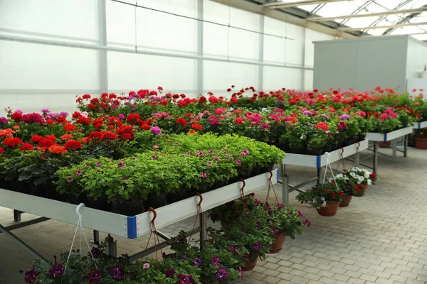 Olika Vackra Blommande Krukväxter Trädgårdscentrum — Stockfoto