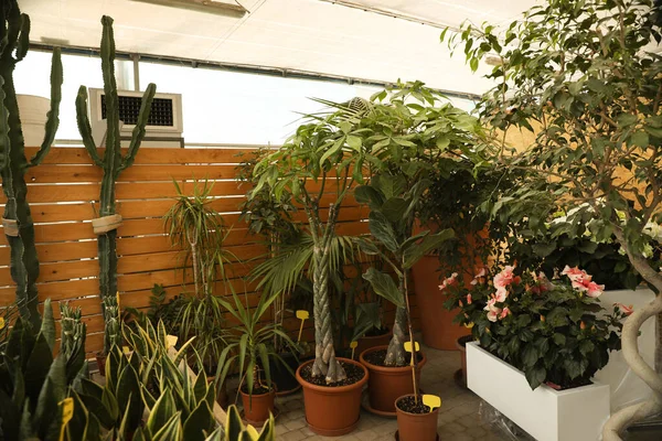 Centro Jardim Com Muitas Plantas Envasadas Diferentes — Fotografia de Stock