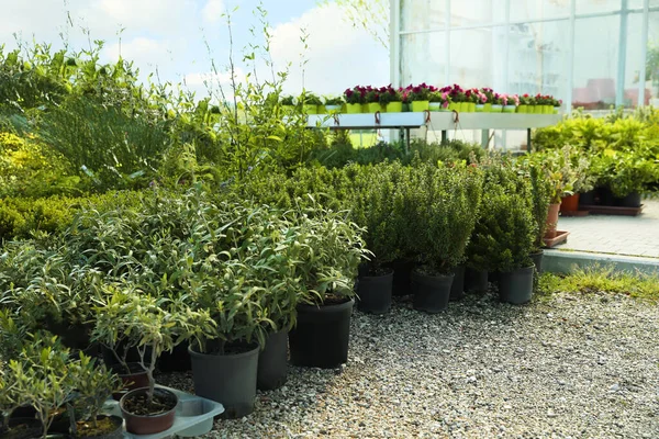 Many Different Potted Plants Gravel Outdoors — Stock Photo, Image