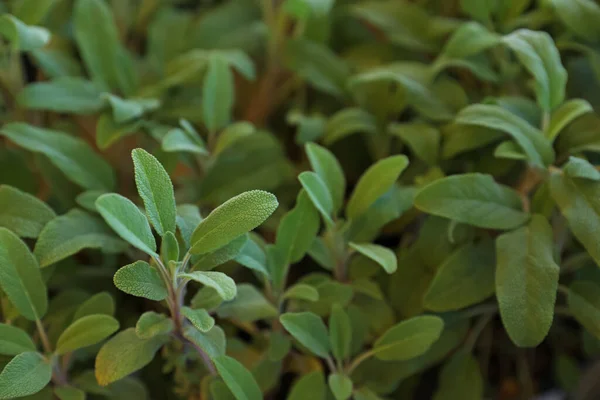 Closeup View Sage Plants Background — Photo