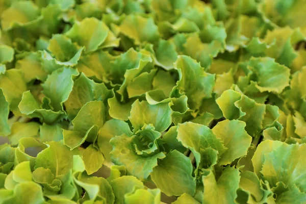 Junge Grüne Salat Sämlinge Als Hintergrund Oben Ansicht — Stockfoto