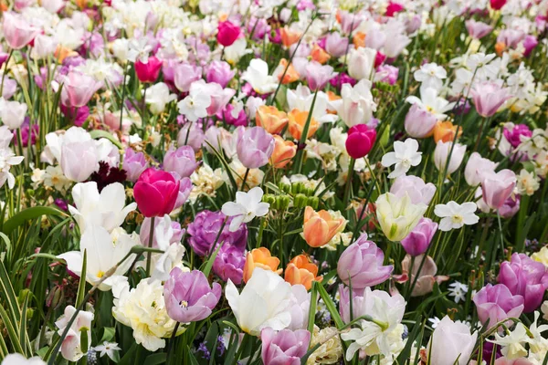 Muitas Belas Flores Diferentes Como Fundo Temporada Primavera — Fotografia de Stock