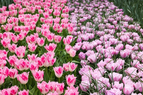 Many Beautiful Tulip Flowers Growing Outdoors Spring Season — Fotografia de Stock