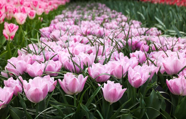 Beautiful Tulip Flowers Growing Outdoors Closeup Spring Season — Stockfoto
