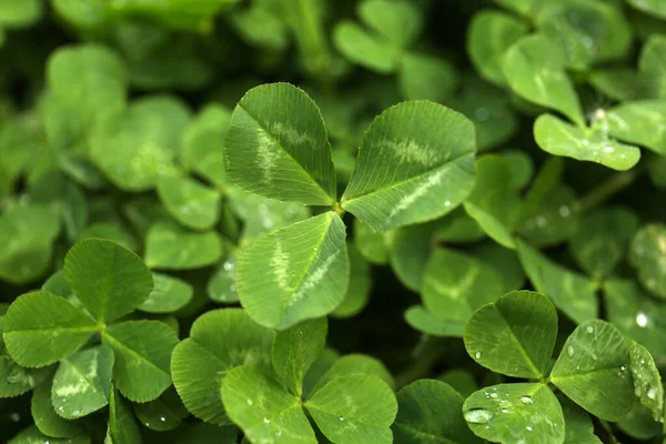 Krásné Zelené Jetelové Listy Kapkami Vody Detailní Záběr — Stock fotografie