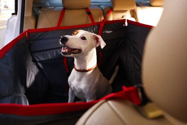 Söt Jack Russel Terrier Hund Väska Bärare Inuti Bilen Tillbehör — Stockfoto