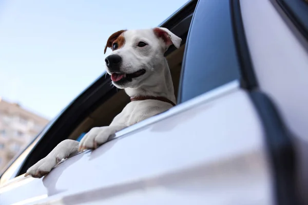 Cute Jack Russel Terrier Zerkając Przez Okno Samochodu — Zdjęcie stockowe