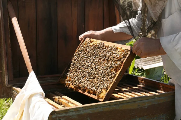 Beekeeper Uniform Comb Frame Apiary Closeup — Stock Photo, Image