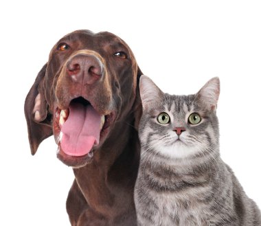 Beyaz arka planda sevimli kedi ve köpek. Sevimli arkadaşlar.
