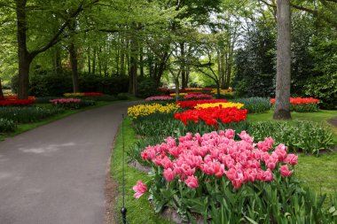 Bir sürü güzel çiçekle park et. Bahar mevsimi