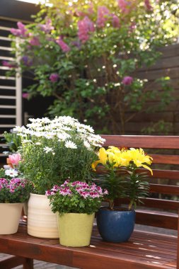 Bir sürü güzel çiçek açan bitkiler var. Ağaçtan bir bankta, açık havada.