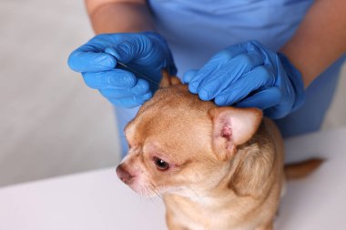 Klinikte köpek kafasının yanında veteriner akupunktur iğnesi tutuyor. Hayvan muamelesi
