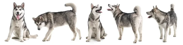 白い背景にかわいい犬の写真とコラージュ バナーデザイン — ストック写真