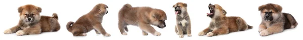 Beyaz Arka Planda Şirin Köpek Resimleri Olan Bir Kolaj Pankart — Stok fotoğraf