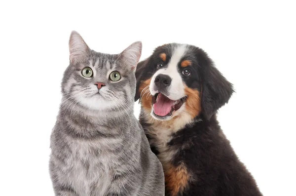 Entzückende Katze Und Hund Auf Weißem Hintergrund Nette Freunde — Stockfoto