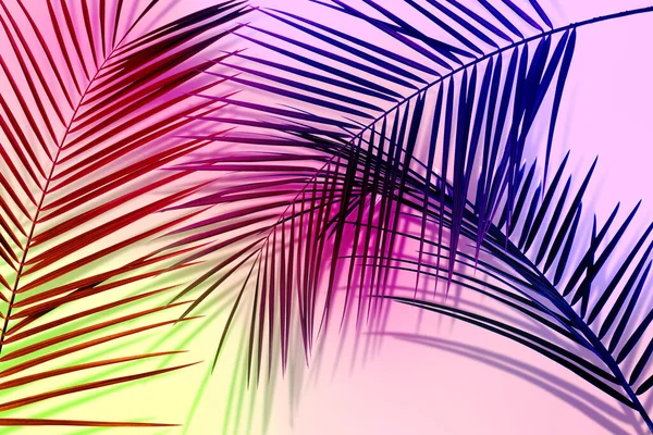 Пальмовые Ветви Тени Розовом Фоне Эффект Цветового Оттенка Летняя Вечеринка — стоковое фото