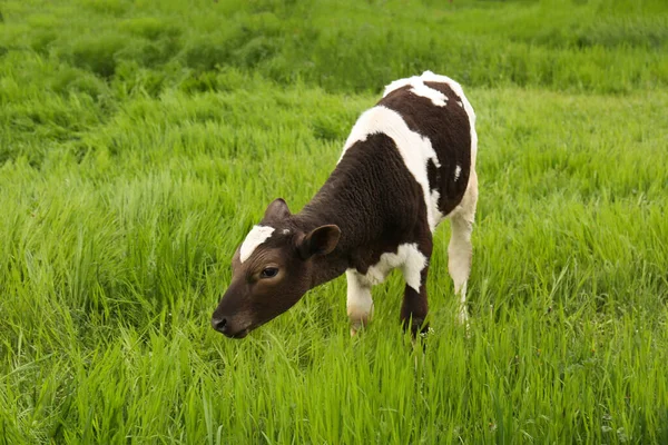 Black White Calf Grazing Green Grass — ストック写真
