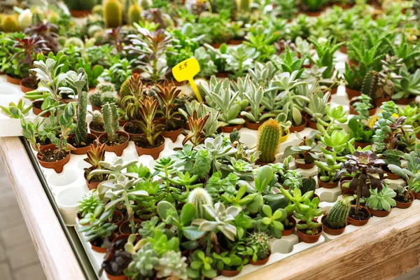 Many Different Cacti Succulent Plants Table — Fotografia de Stock