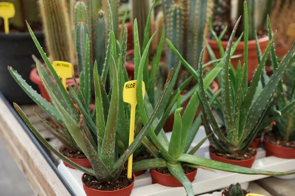 Macetas Con Hermosas Plantas Aloe Vera Mesa — Foto de Stock
