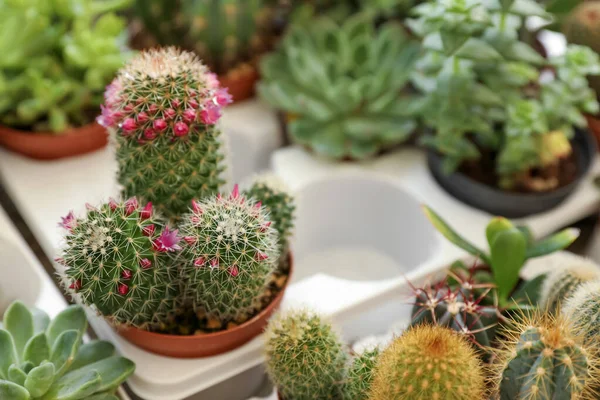 Hermoso Cactus Mammillaria Zeilmanniana Con Flores Mesa Primer Plano Espacio —  Fotos de Stock