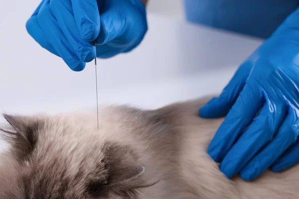 Veterinary Holding Acupuncture Needle Cat Head Detailní Záběr Léčba Zvířat — Stock fotografie