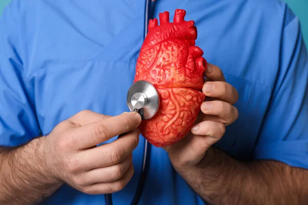 Doctor Con Estetoscopio Modelo Corazón Primer Plano Concepto Cardiología — Foto de Stock