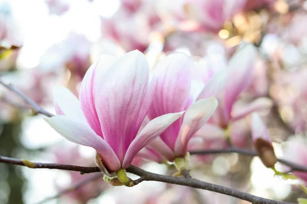 Magnolia Árvore Com Belas Flores Livre Close Flores Primavera Impressionantes — Fotografia de Stock