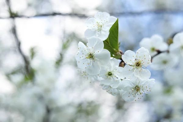 Closeup View Beautiful Blossoming Tree Outdoors Space Text Spring Season — Stok fotoğraf