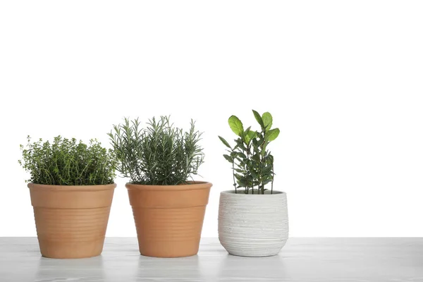 Pots Thyme Bay Rosemary Table White Background — Stok Foto
