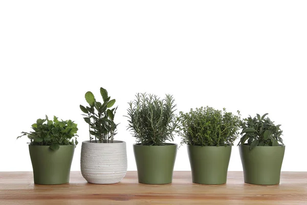 Pots Thyme Bay Sage Mint Rosemary Wooden Table White Background — Fotografia de Stock