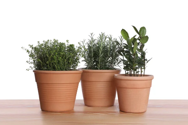 Pots Thyme Bay Rosemary Wooden Table White Background — Foto Stock