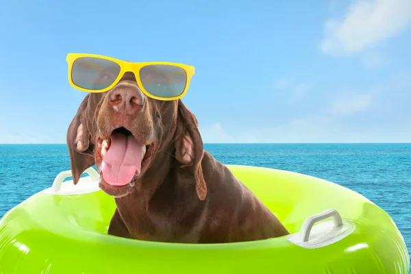 Cute funny dog with sunglasses in inflatable ring at pet friendly beach