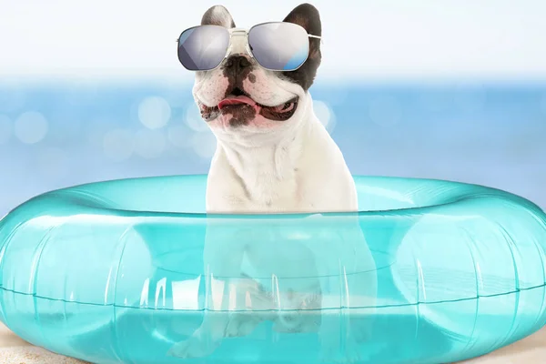 Cute funny dog with sunglasses in inflatable ring at pet friendly beach