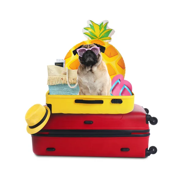 Leuke Hond Koffers Zomervakantie Items Witte Achtergrond Reizen Met Huisdier — Stockfoto