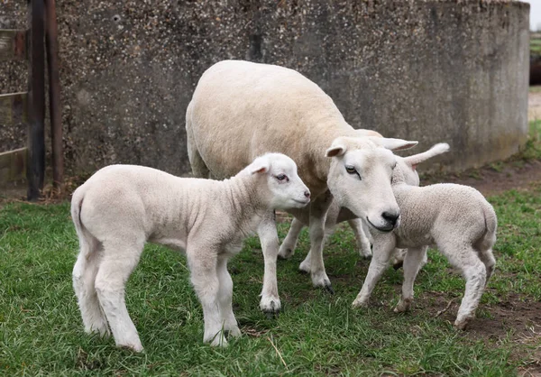 Cute Śmieszne Owce Zielonym Polu Zwierzęta Gospodarskie — Zdjęcie stockowe