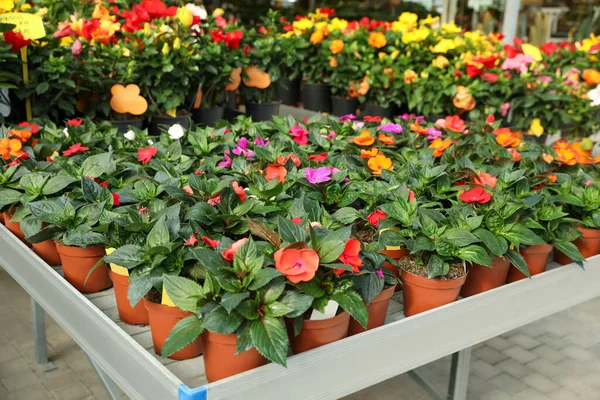 Красивые Цветущие Цветущие Цветущие Растения Столе Центре Сада — стоковое фото